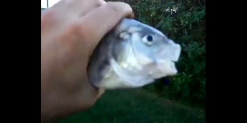 Cover image for Killer Fish