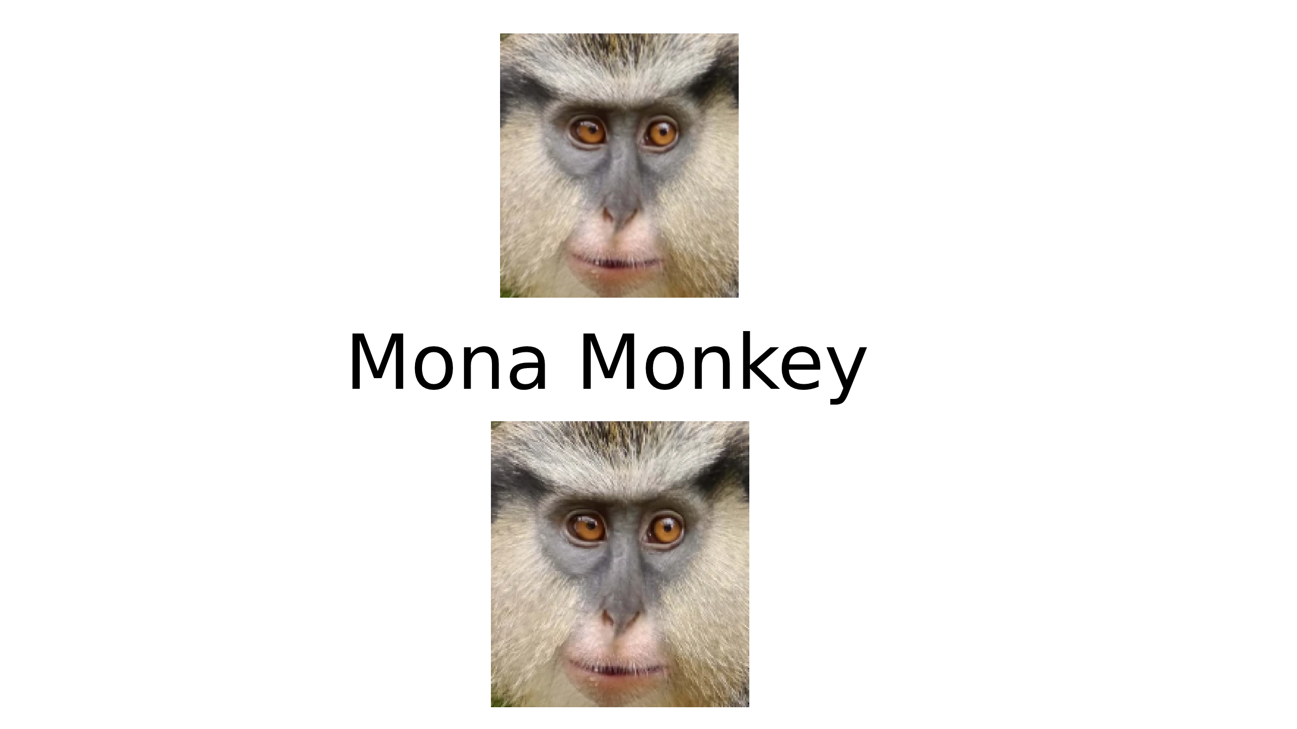 Mona Monkey