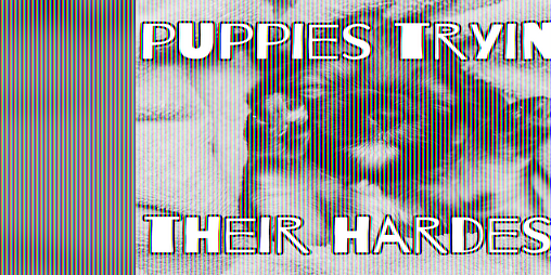 Cover image for Puppies Trying Their Hardest