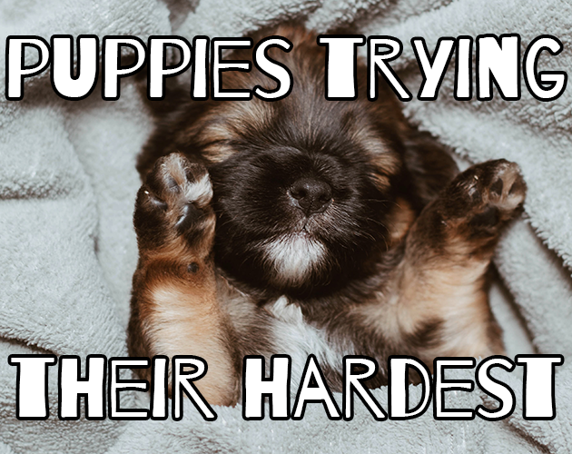 Cover image for Puppies Trying Their Hardest