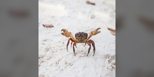 Cover image for You are a crab