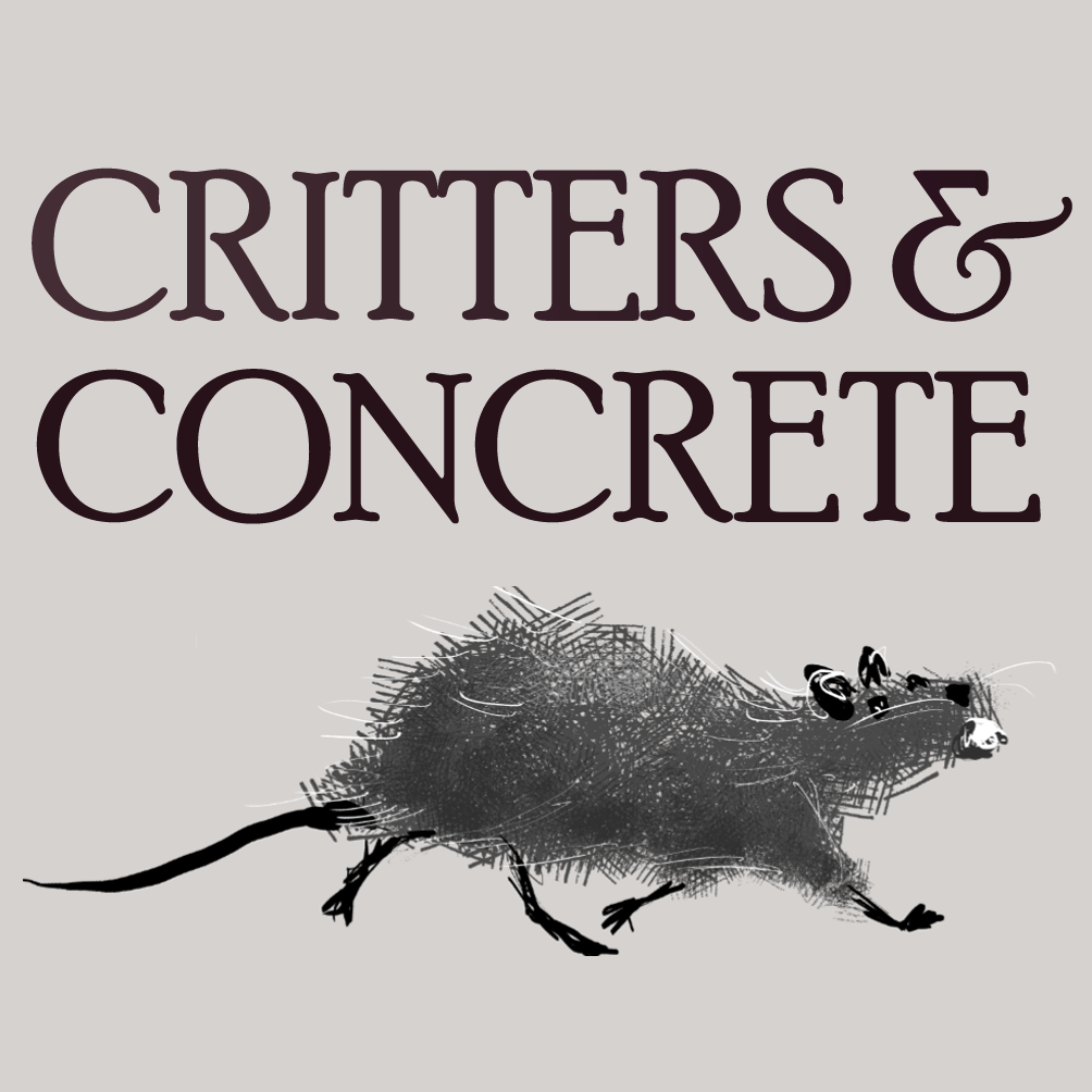 Cover image for Critters & Concrete