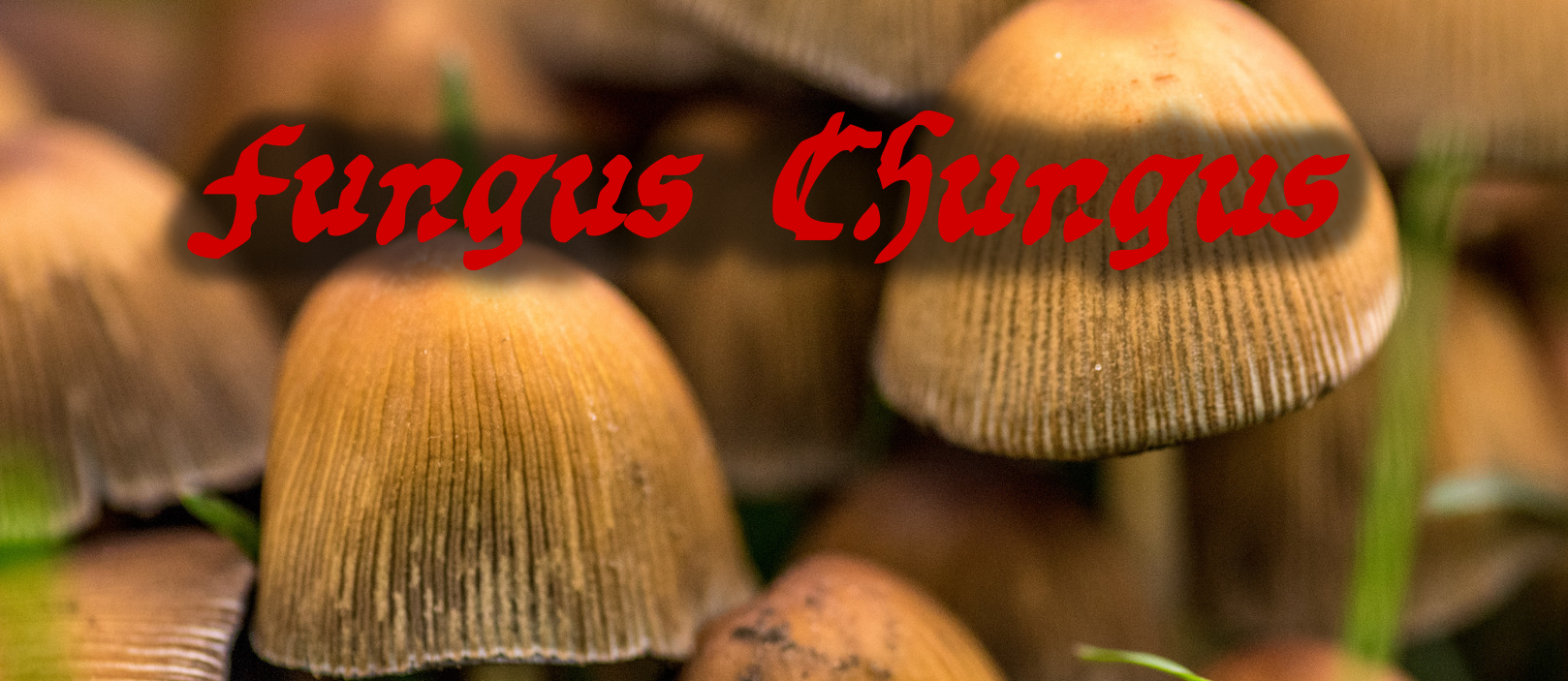 Fungus Chungus