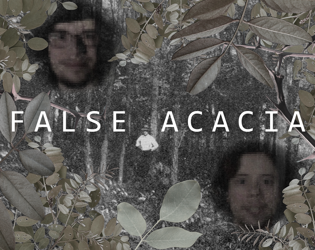 Cover image for False Acacia