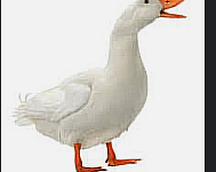 duck