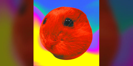 Cover image for Hamster Fun Time