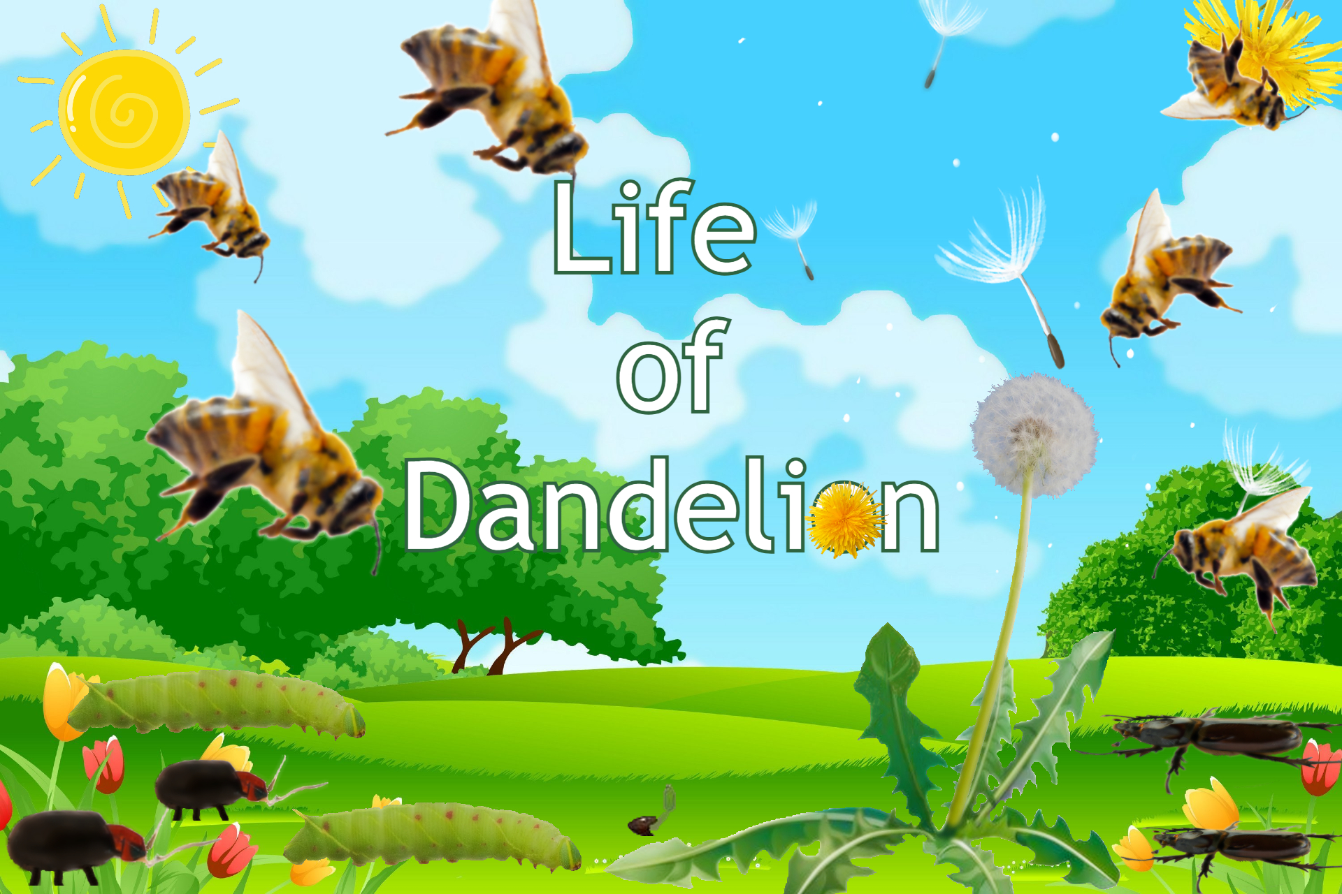 Life of Dandelion