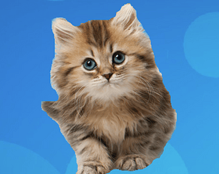 Cat simulator!