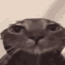 um poop