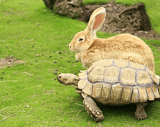 Turtle Run