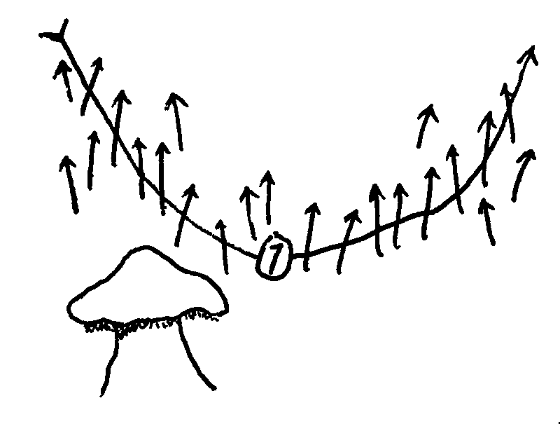 Heavy ink drawings of a map with a route arcing through a forst of what look like spears. In the Southwest stands a massive fungal tower, gills drooping from the head.