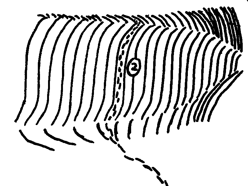 Heavy ink drawing of a map through rolling hills with evenly-spaced furrows, like fingerprint whorls; a row of footprints approaches through one pair of lines.