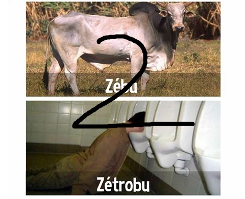Cover image for Zebu2Bier