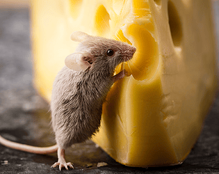 Mouse Run