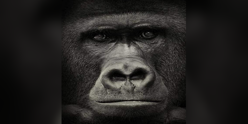 Cover image for Monke Buddies