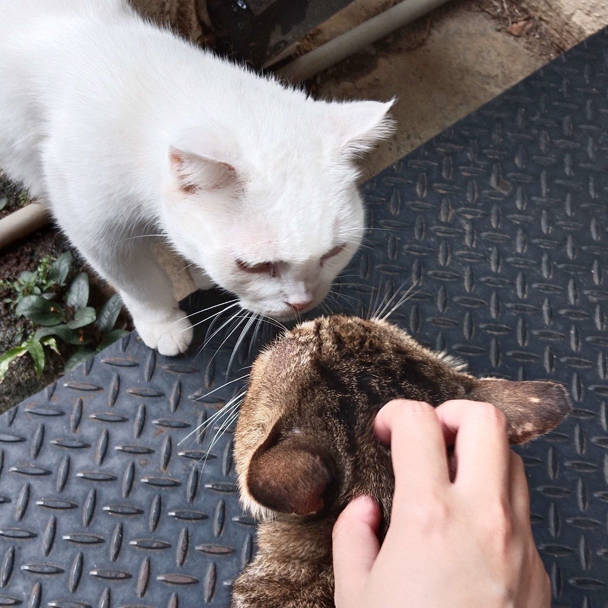 Soya (White kitty) & Bean (Brown tabby kitty)