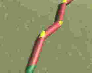 MCA4CoussinAdam