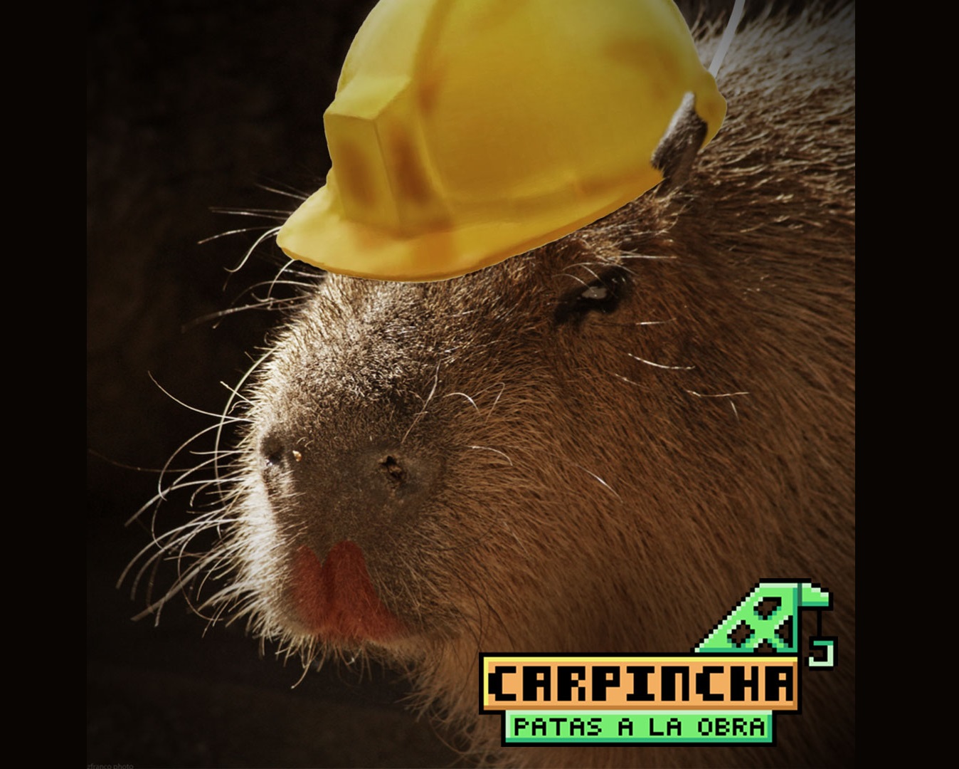 Carpincha Patas a la obra