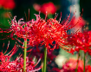 Wisteria: Hurricane Lily