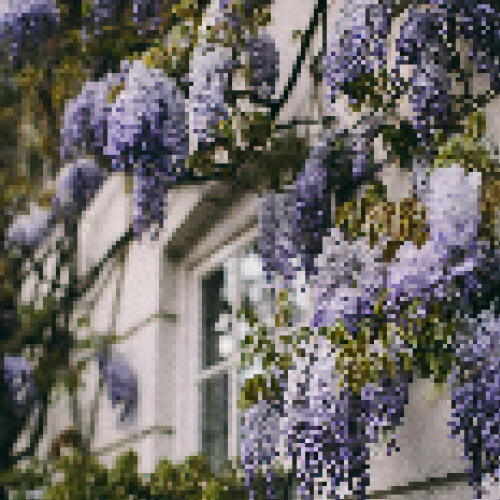 Wisteria: False Aster
