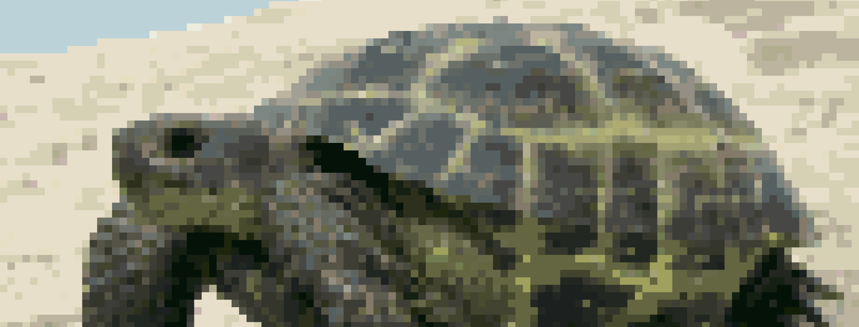 Wondrous Pixel Turtle