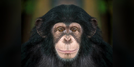 Cover image for Just A game About Monkeys