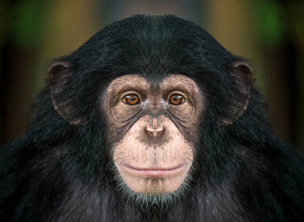 Cover image for Just A game About Monkeys
