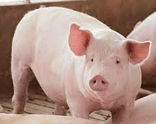 clickea a un chancho 100 veces
