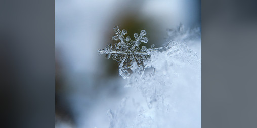 Cover image for The Twilight Garden