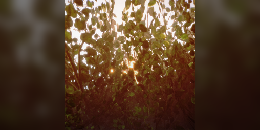 Cover image for Feuille