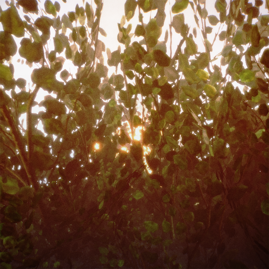 Feuille