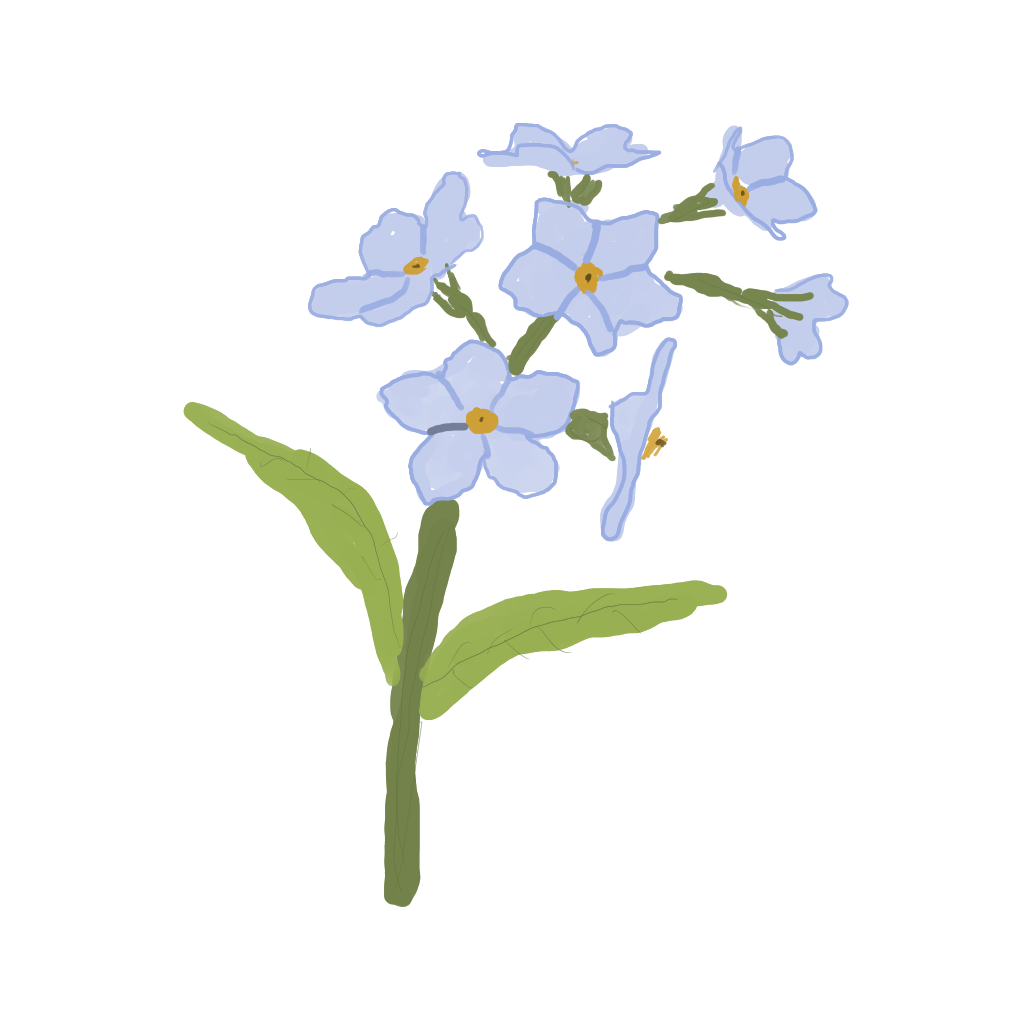 Forget me Dawn