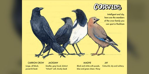 Cover image for Birds Of Peckham