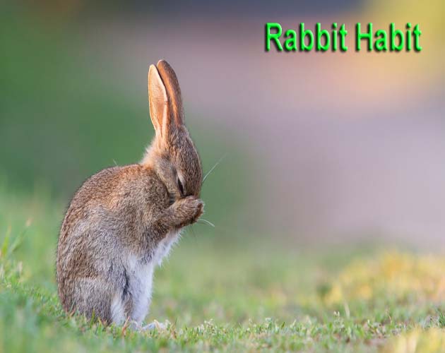 Rabbit Habit