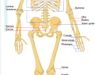 human anatomy