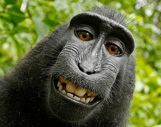 Monkey simulator