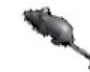 aggressively spinning rat