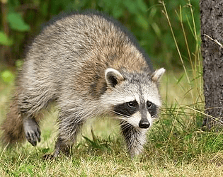 Raccoon Simulator