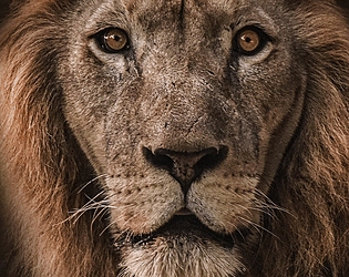 the Lion