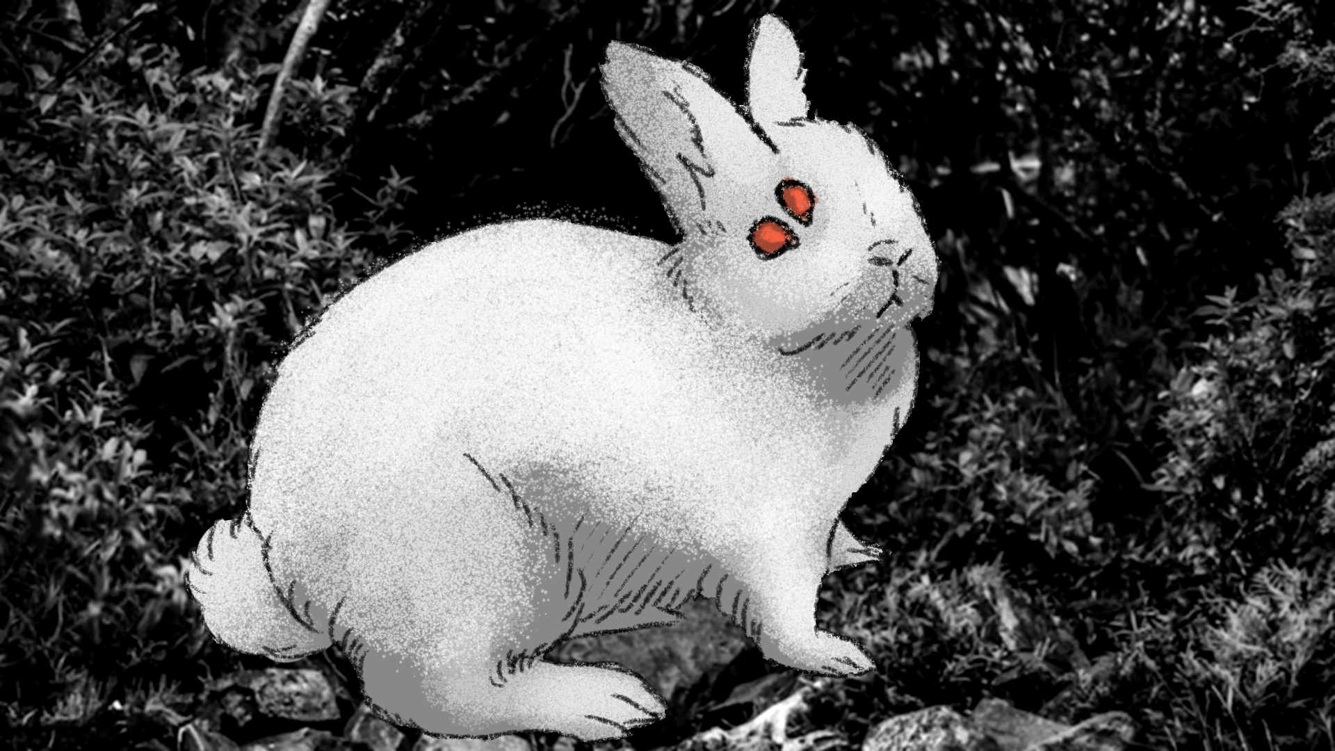 The Rabbit Is Hungry cover