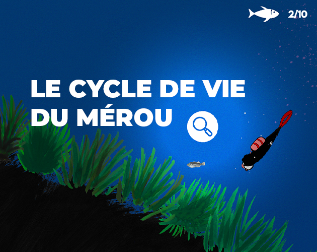 LE CYCLE DE VIE DU MEROU