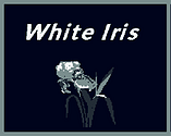 White Iris