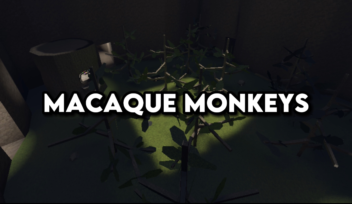 Macaque Monkeys!