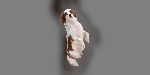 Cover image for DontTouchThePudge