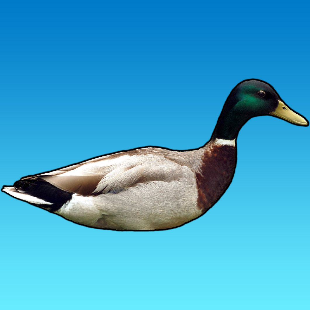 encouraging duck