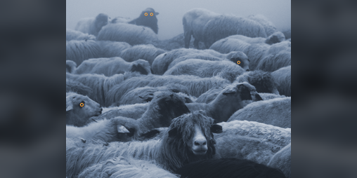 Cover image for Wolves & Sheeps