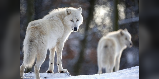 Cover image for Le Léviathan et les loups