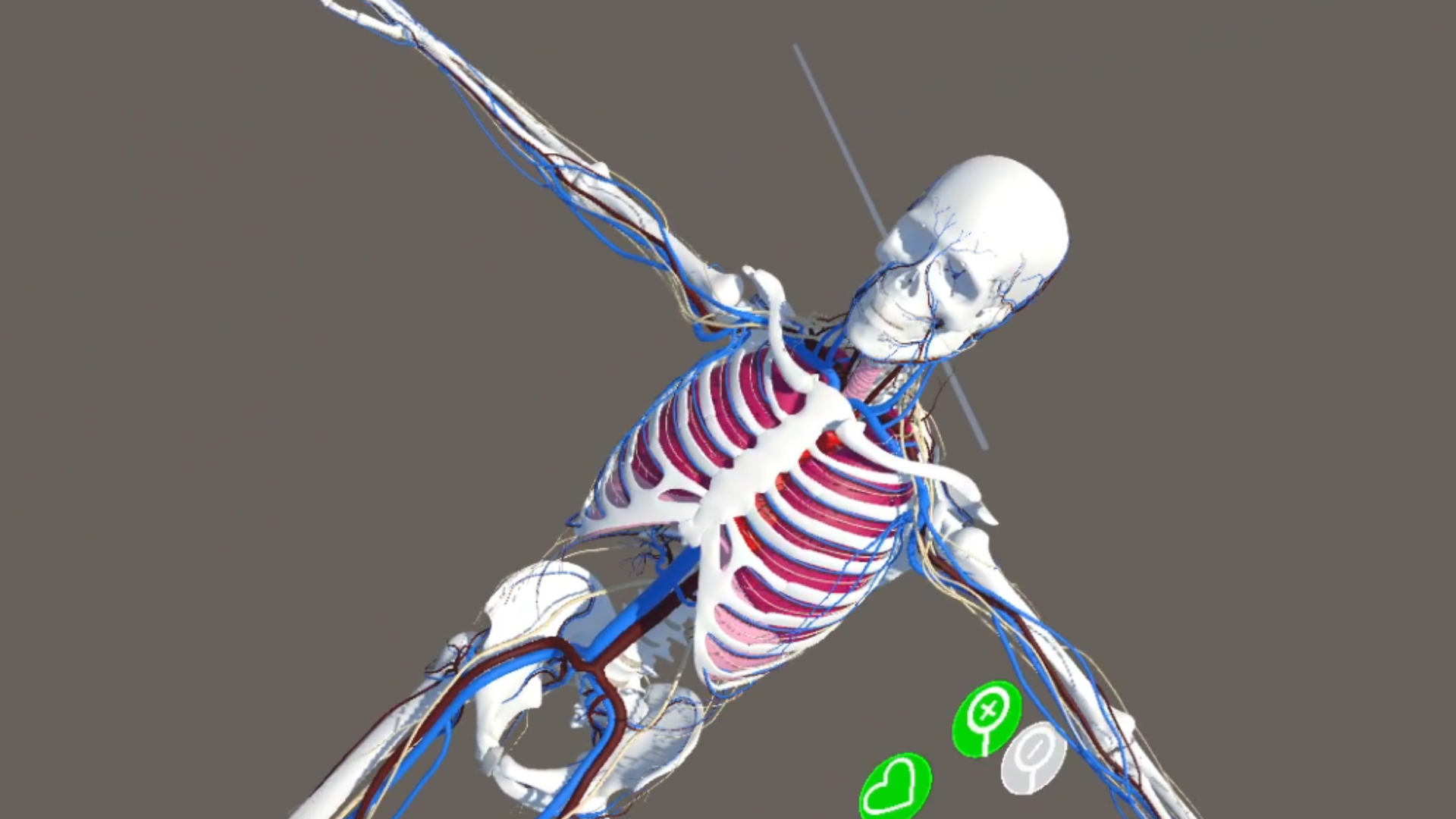 Human Anatomy Viewer XR