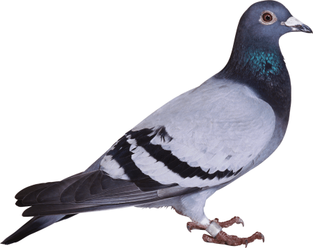 Pigeon game simulator
