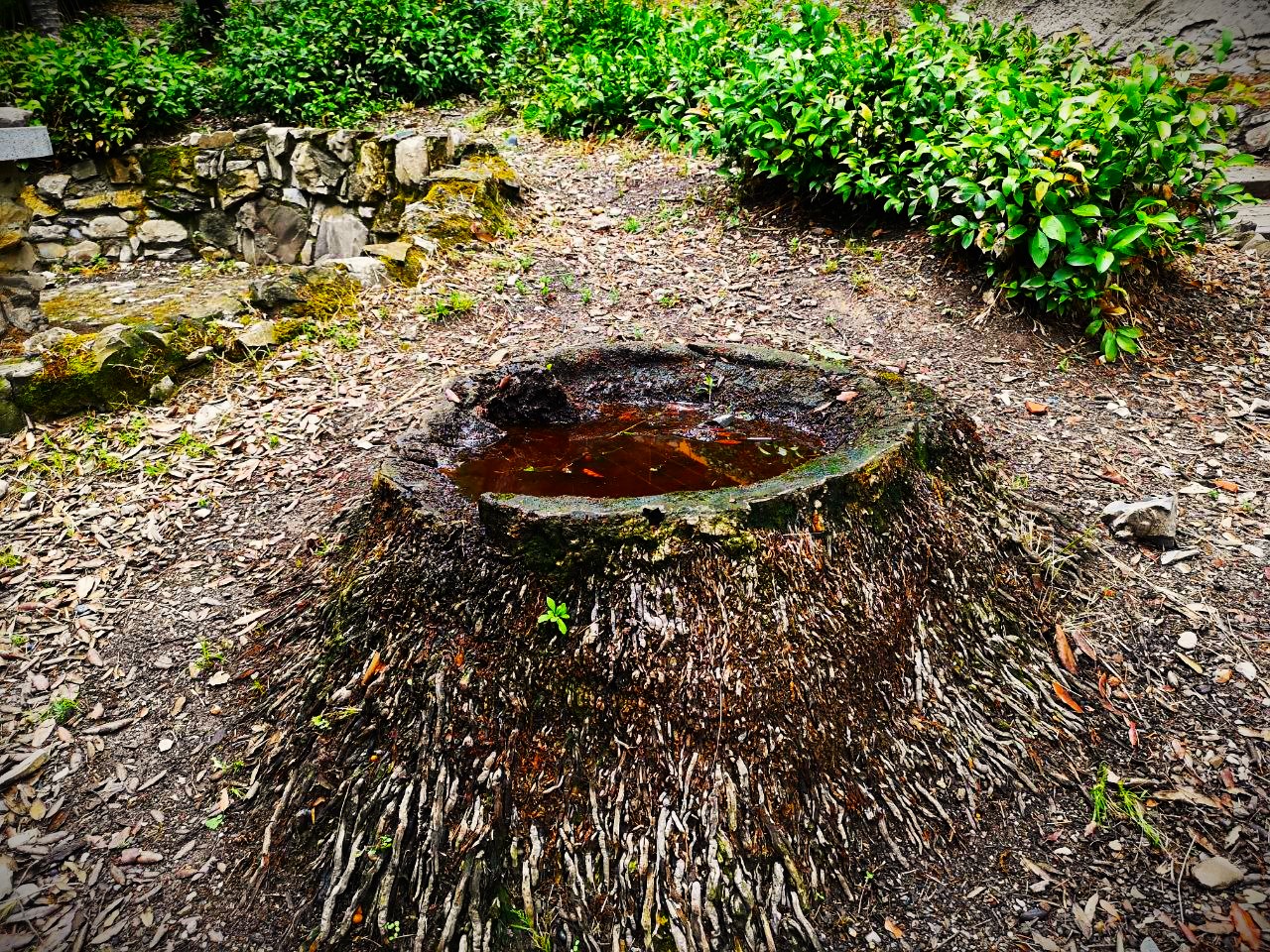 Cover image for Hai bevuto la Zuppa di Ceppo